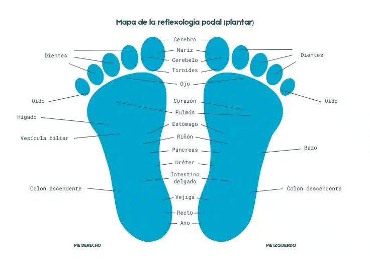 mapa de reflexología del pie con zonas del cuerpo y órganos relacionados